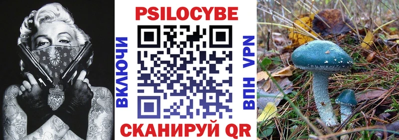 купить   Кинель  Псилоцибиновые грибы Cubensis 